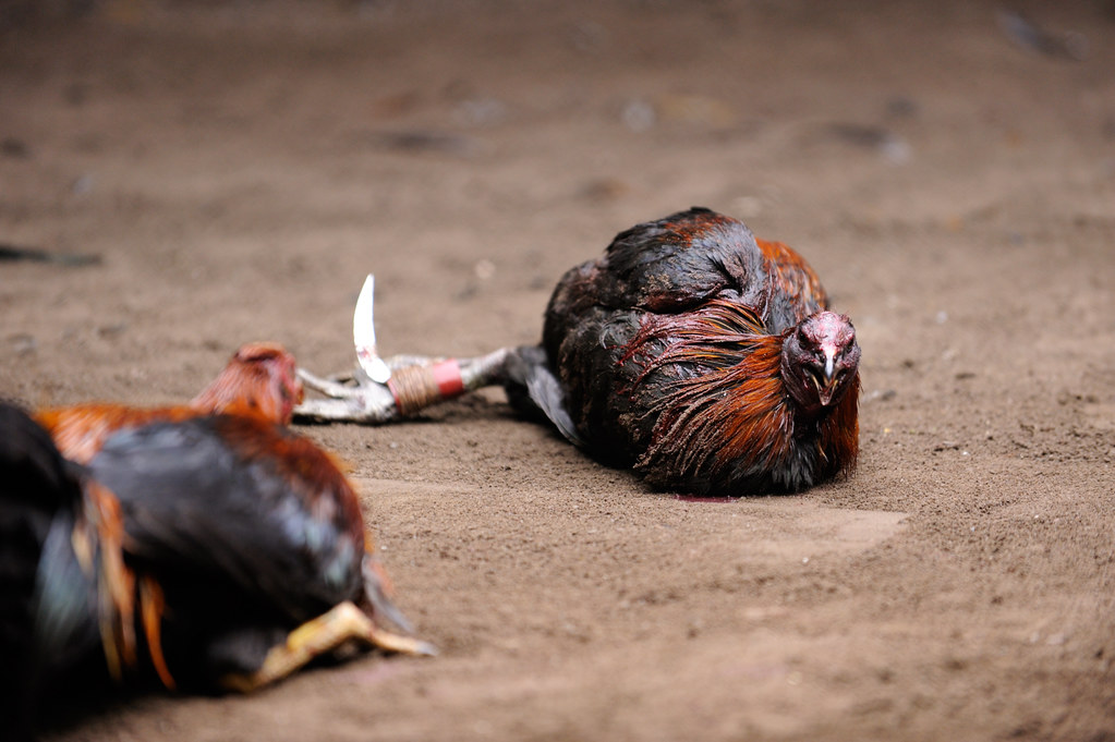 Main Sabung Ayam Online Di Internet