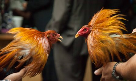 Cara Memainkan Sabung Ayam Online