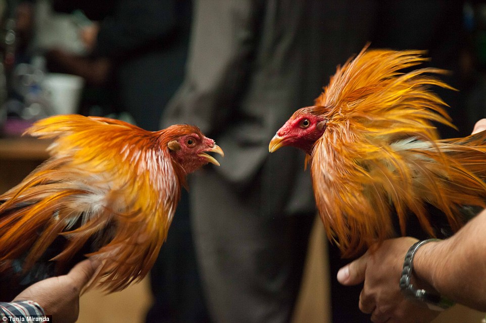 Cara Memainkan Sabung Ayam Online