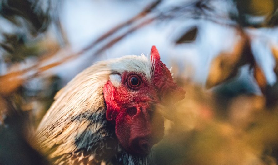 Aplikasi Judi Sabung Ayam Online