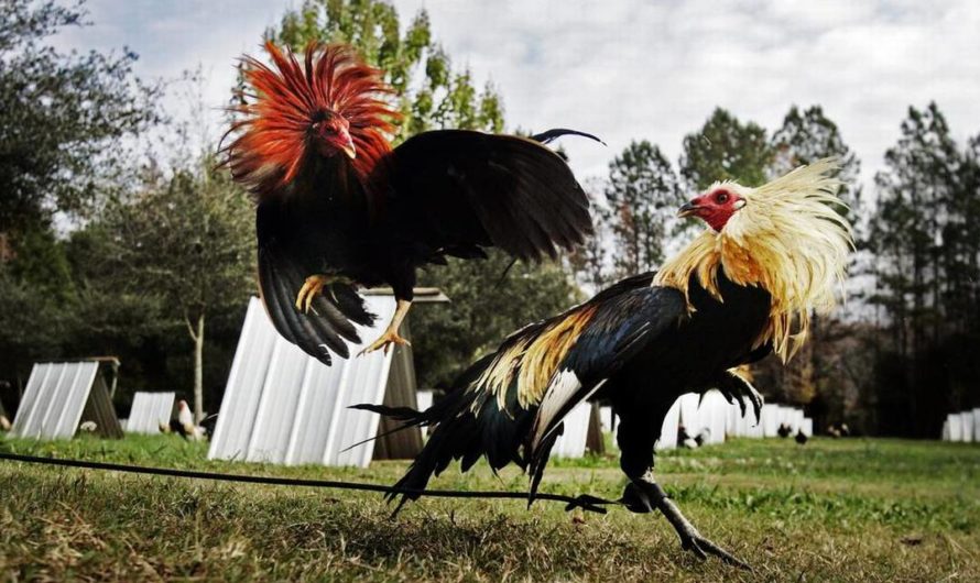 Cara Deposit Dalam Judi Sabung Ayam SV388