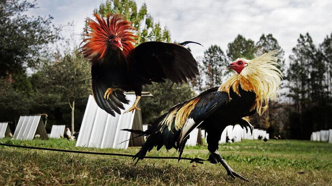 Cara Deposit Dalam Judi Sabung Ayam SV388