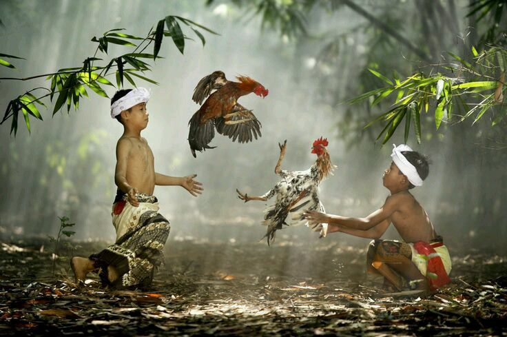 Tajen di Bali: Lebih dari Sekadar Sabung Ayam, Sebuah Ritual dan Tradisi Tradisional